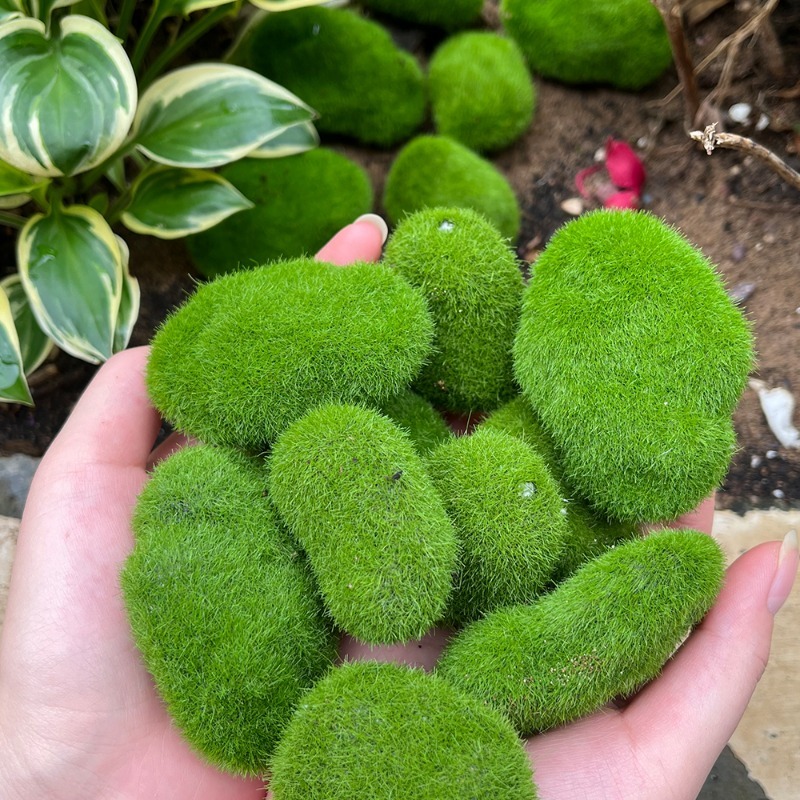 5/30 adet Simülasyon Yosun Taş - Sphagnum Moss Dry incelemesi ve fiyatı