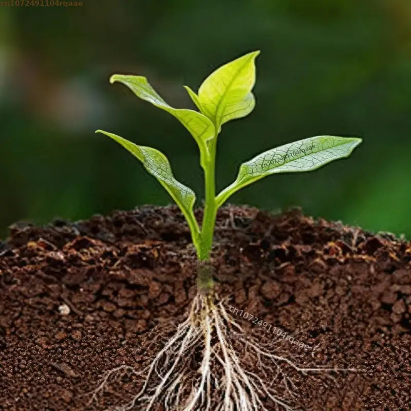 Bitki Köklendirme Tozu İndol B - Rooting Hormone Powder incelemesi ve fiyatı