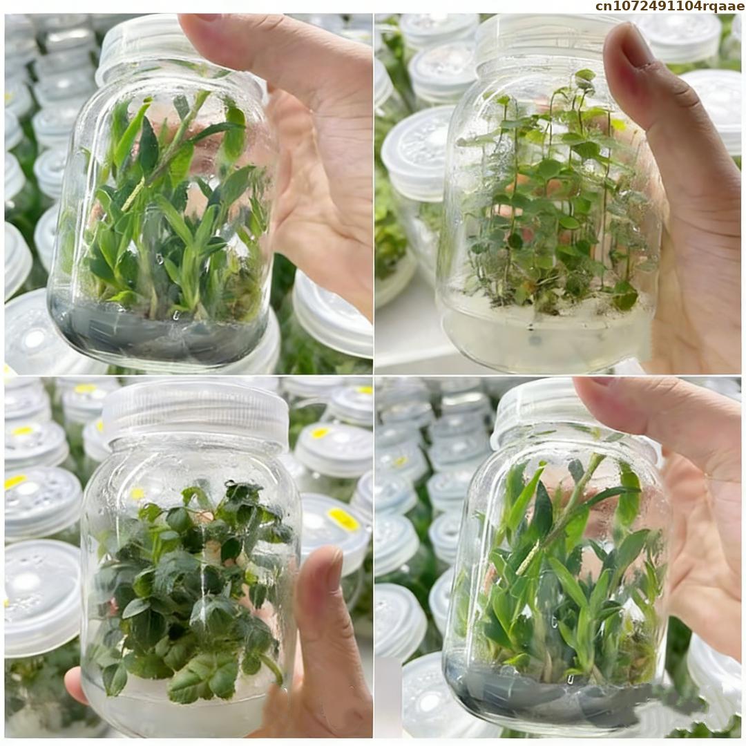 Premium Bitki Doku Kültürü Aga - Agar Tissue Culture incelemesi ve fiyatı