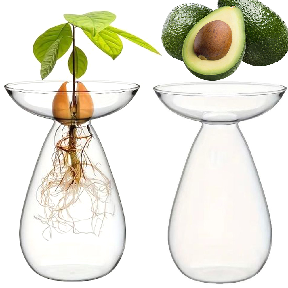 Avokado Çekirdeği Başlangıç ​​ - Propagation Station Vase incelemesi ve fiyatı