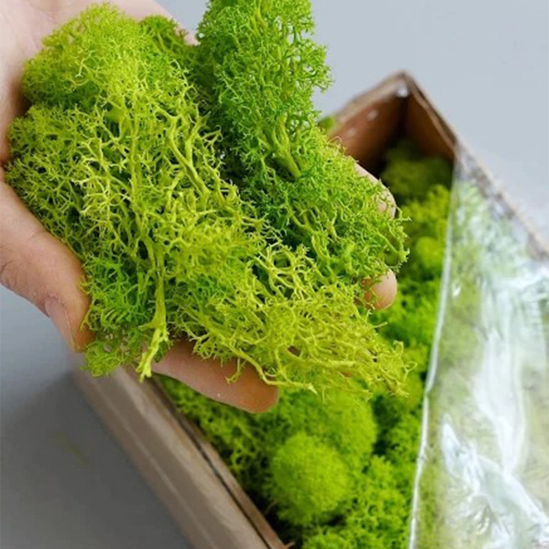 20g yapay yeşil yosun bitkiler - Sphagnum Moss Dry incelemesi ve fiyatı