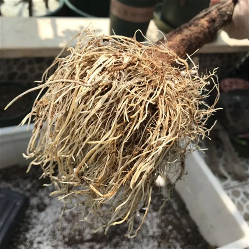 10g hızla köklenme tozu hormon - Rooting Hormone Powder incelemesi ve fiyatı